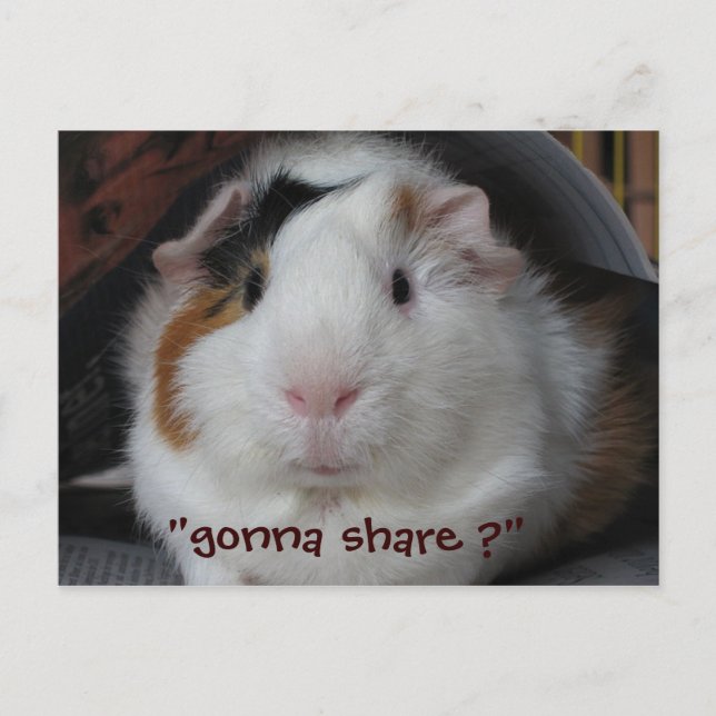 Guinea Pig Postcard (Front)