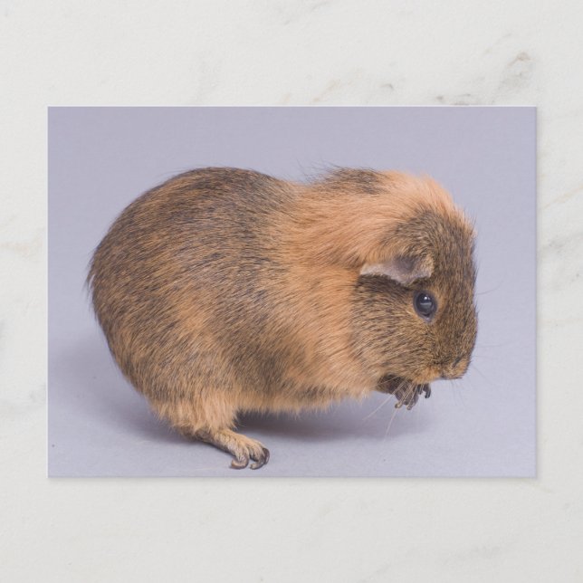 guinea pig, postcard (Front)