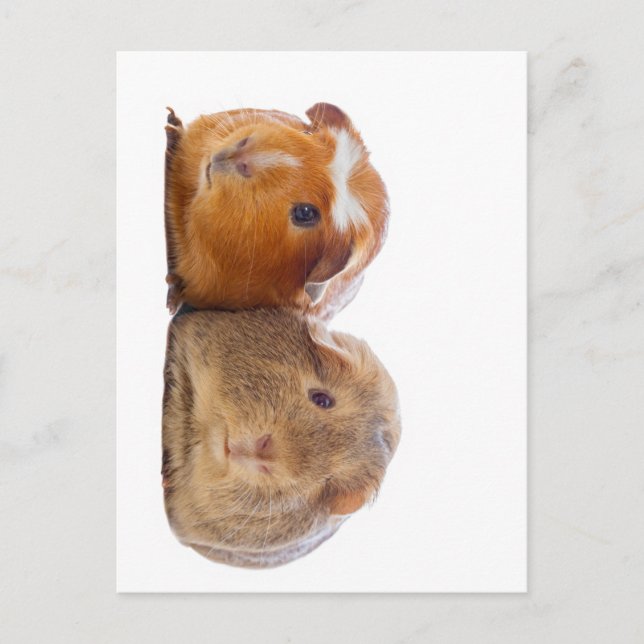 Guinea Pig Postcard (Front)