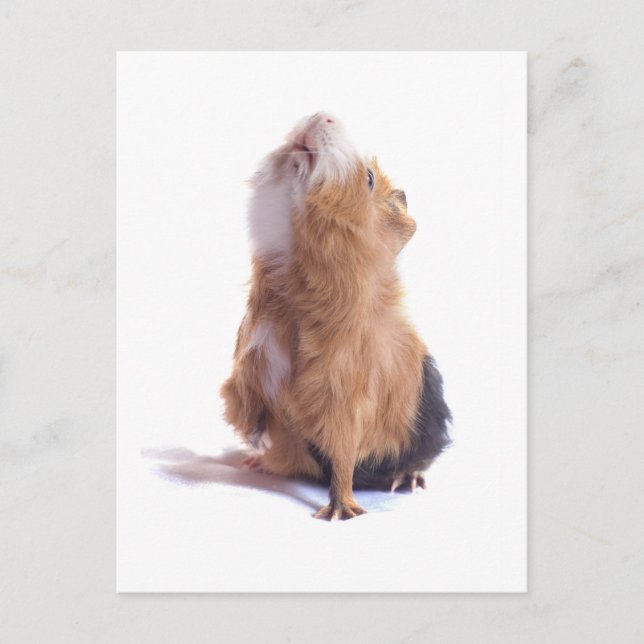 guinea pig, postcard (Front)