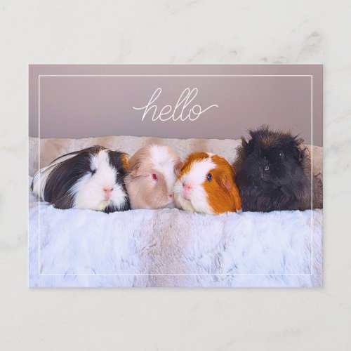 Guinea Pig Postcard