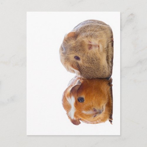 Guinea Pig Postcard