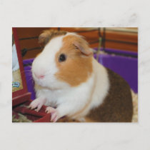 Guinea Pig Postcard