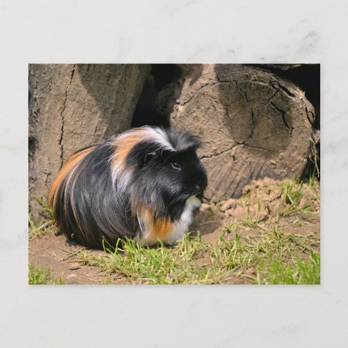 Guinea pig postcard