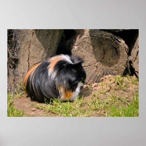Guinea pig poster