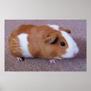 Guinea Pig Poster