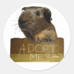 Guinea Pig Rescue Adoption Classic Round Sticker at Zazzle
