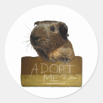 Guinea Pig Rescue Adoption Classic Round Sticker by GuineaPigManual at Zazzle