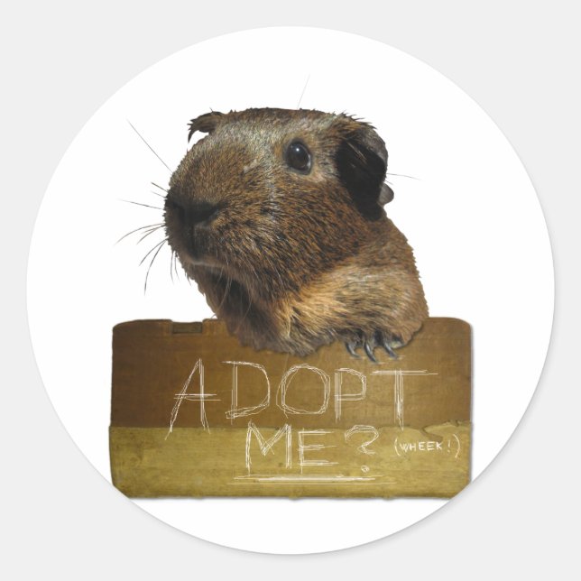 Guinea Pig Rescue Adoption Classic Round Sticker (Front)
