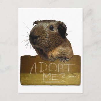 Guinea Pig Rescue Adoption Postcard by GuineaPigManual at Zazzle
