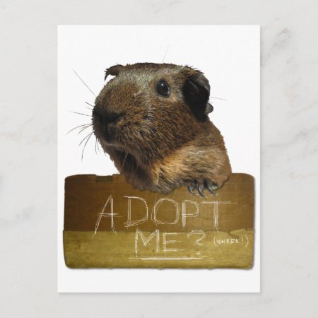 Guinea Pig Rescue Adoption Postcard