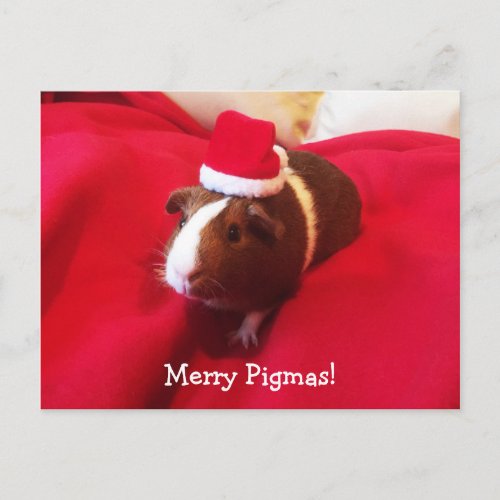 Guinea Pig Santa Claus Christmas Holiday