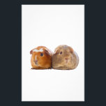 Guinea Pig Stationery<br><div class="desc">Two guinea pigs over white background</div>