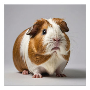 Guinea Pig white background Photo Print