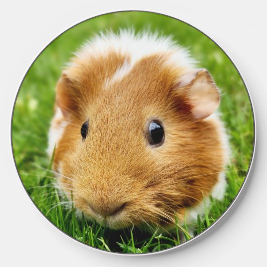 Guinea Pig wireless charger (Front)