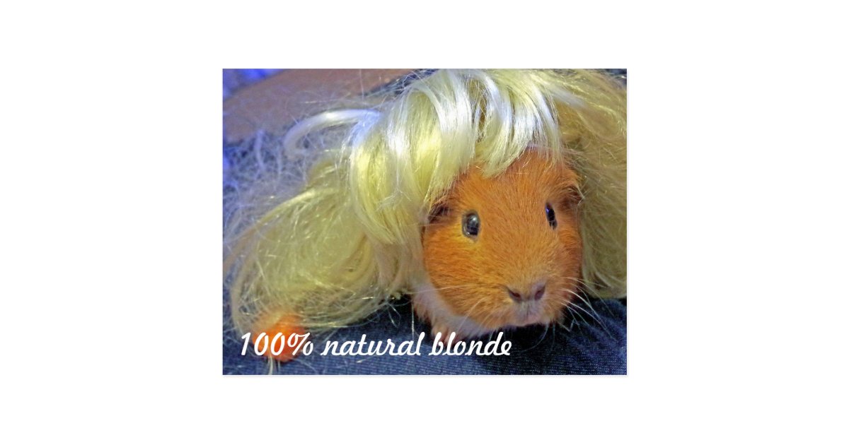 Guinea pig with blond wig postcard