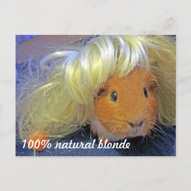 Guinea pig with blonde wig postcard (Front)