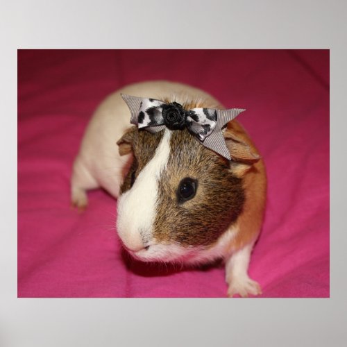 Guinea Pig With Bow 2 Poster