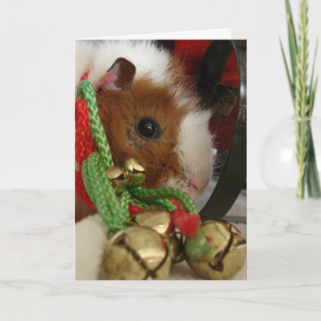Guinea Pig With Jingle Bells Holiday Card (Front)