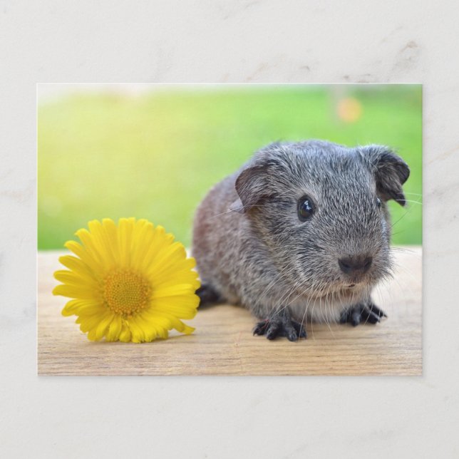 Guinea pig yellow flower postcard (Front)