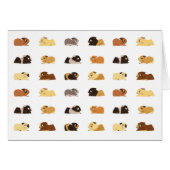 Guinea pigs (Front Horizontal)