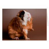 guinea pigs (Front Horizontal)