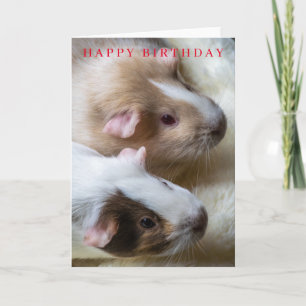 Guinea pigs birthday card