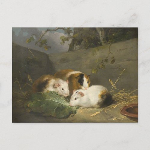 Guinea Pigs by George Morland Postcard