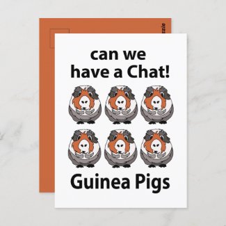 Guinea Pigs Can We Have A Chat Funny Guinea Pigs