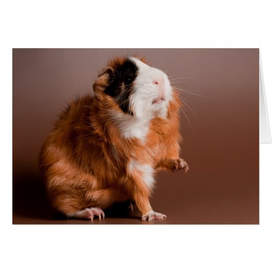 guinea pigs cards (Front Horizontal)