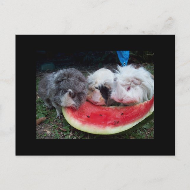 guinea pigs eatting watermellon postcard (Front)