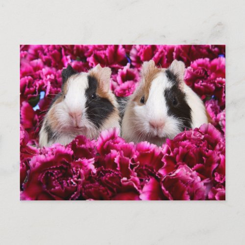 Guinea Pigs in the Flower Bed Postcard