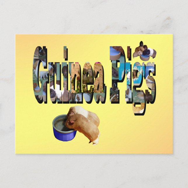 Guinea Pigs Is The Word, Postcard (Front)