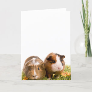 guinea pigs on a lawn card