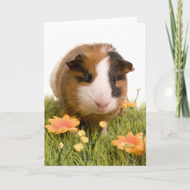 guinea pigs on a lawn card (Front)