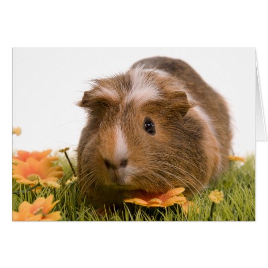 guinea pigs on a lawn cards (Front Horizontal)