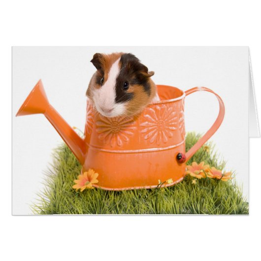 guinea pigs on a lawn cards (Front Horizontal)