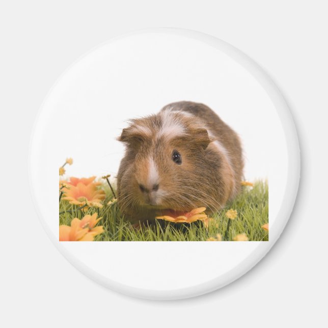 guinea pigs on a lawn magnet (Front)