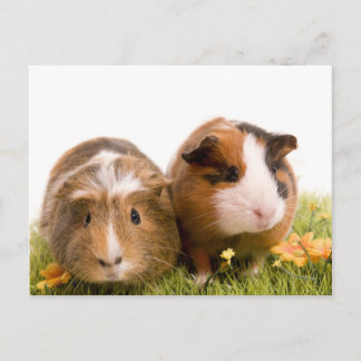guinea pigs on a lawn postcard