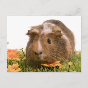 guinea pigs on a lawn postcard