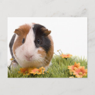 guinea pigs on a lawn postcard