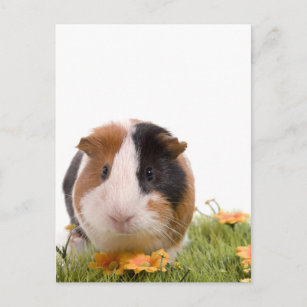 guinea pigs on a lawn postcard
