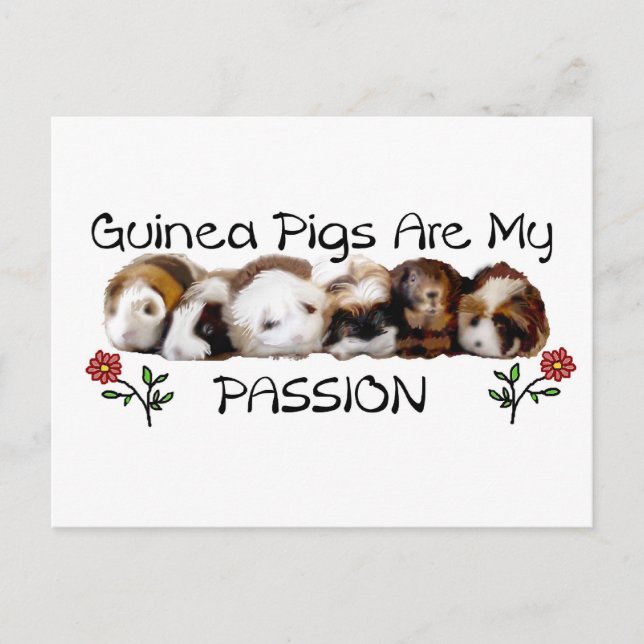 GUINEA PIGS PASSION.jpg Postcard (Front)