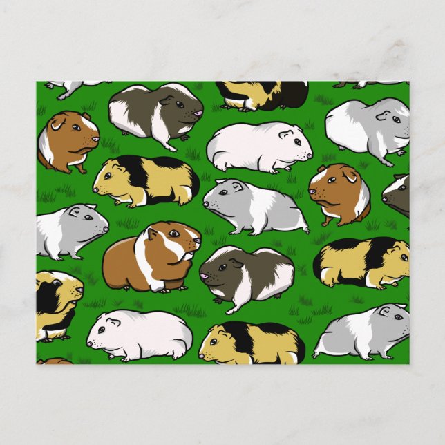Guinea pigs pattern postcard (Front)