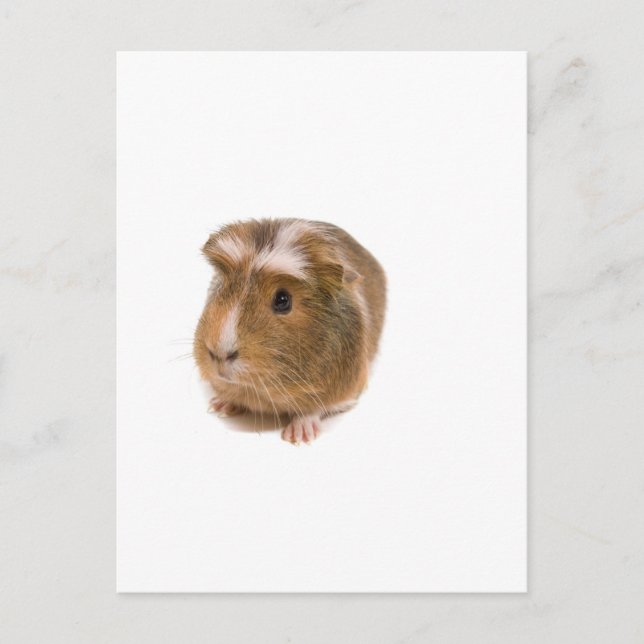 guinea pigs postcard (Front)
