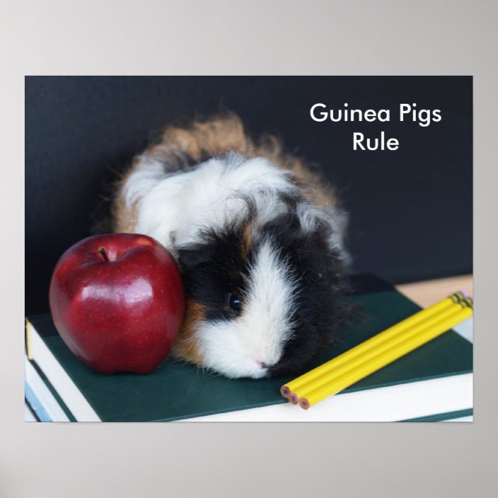 Guinea Pigs Rule Poster | Zazzle