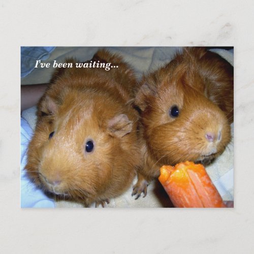 Guinea Pigs Student Welcome From Teacher Postcard