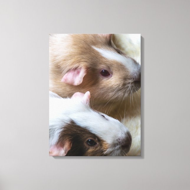 Guinea pigs up close canvas print (Front)