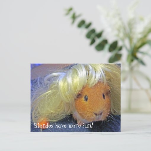 guinea pigs with blonde wig postcard Zazzle