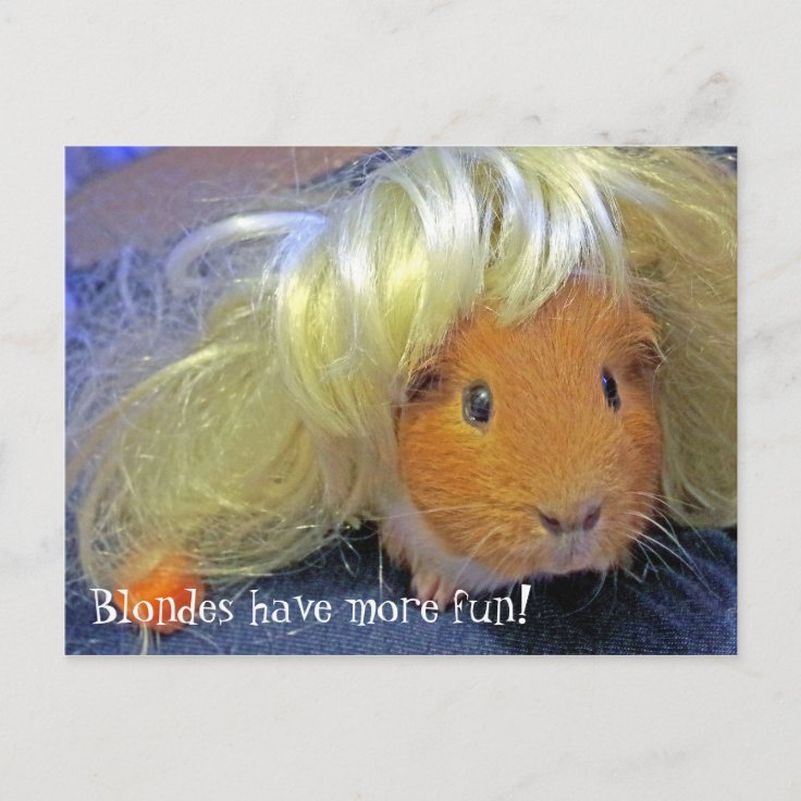 guinea pigs with blonde wig postcard Zazzle